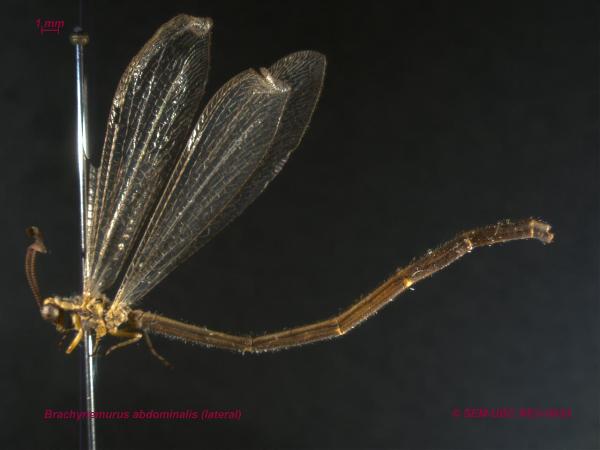 Photo of Brachynemurus abdominalis by Spencer Entomological Museum